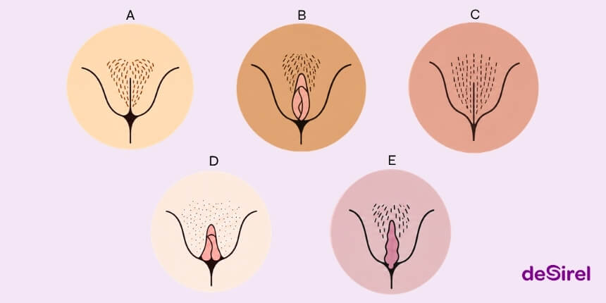 Vagina-Typen und natürliche Vielfalt der Vulva – Ratgeber | Desirel.de Sexshop
