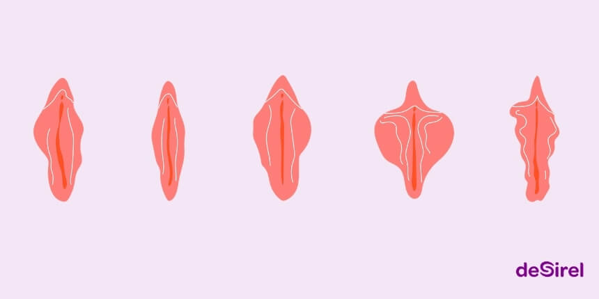 Vagina-Typen, Schamlippen-Formen und Körperakzeptanz | Desirel.de Sexshop